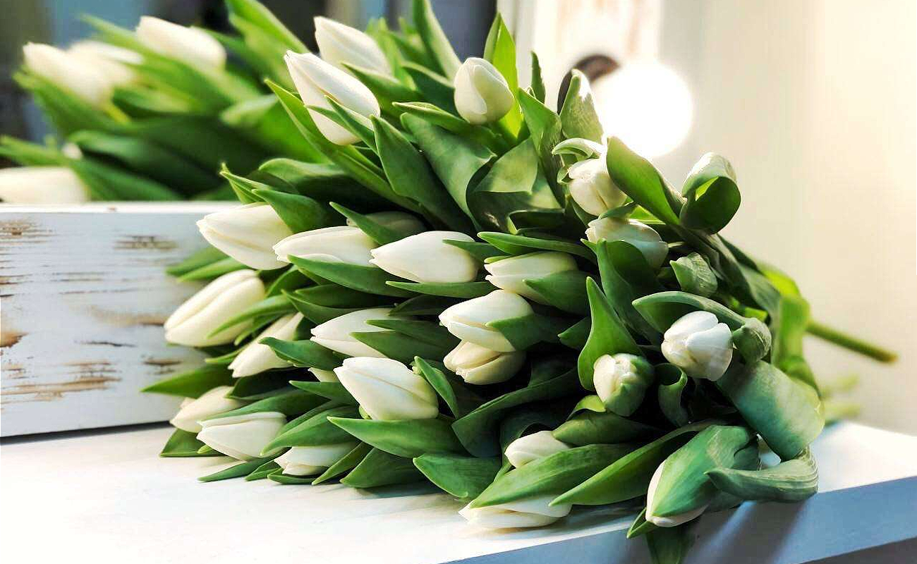 Ириски - главный баннер