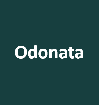 Odonata - логотип