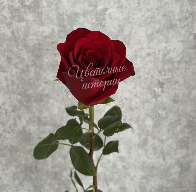 Роза красная Эквадор 50 см