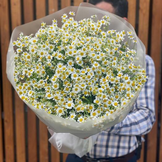 Поле ромашек