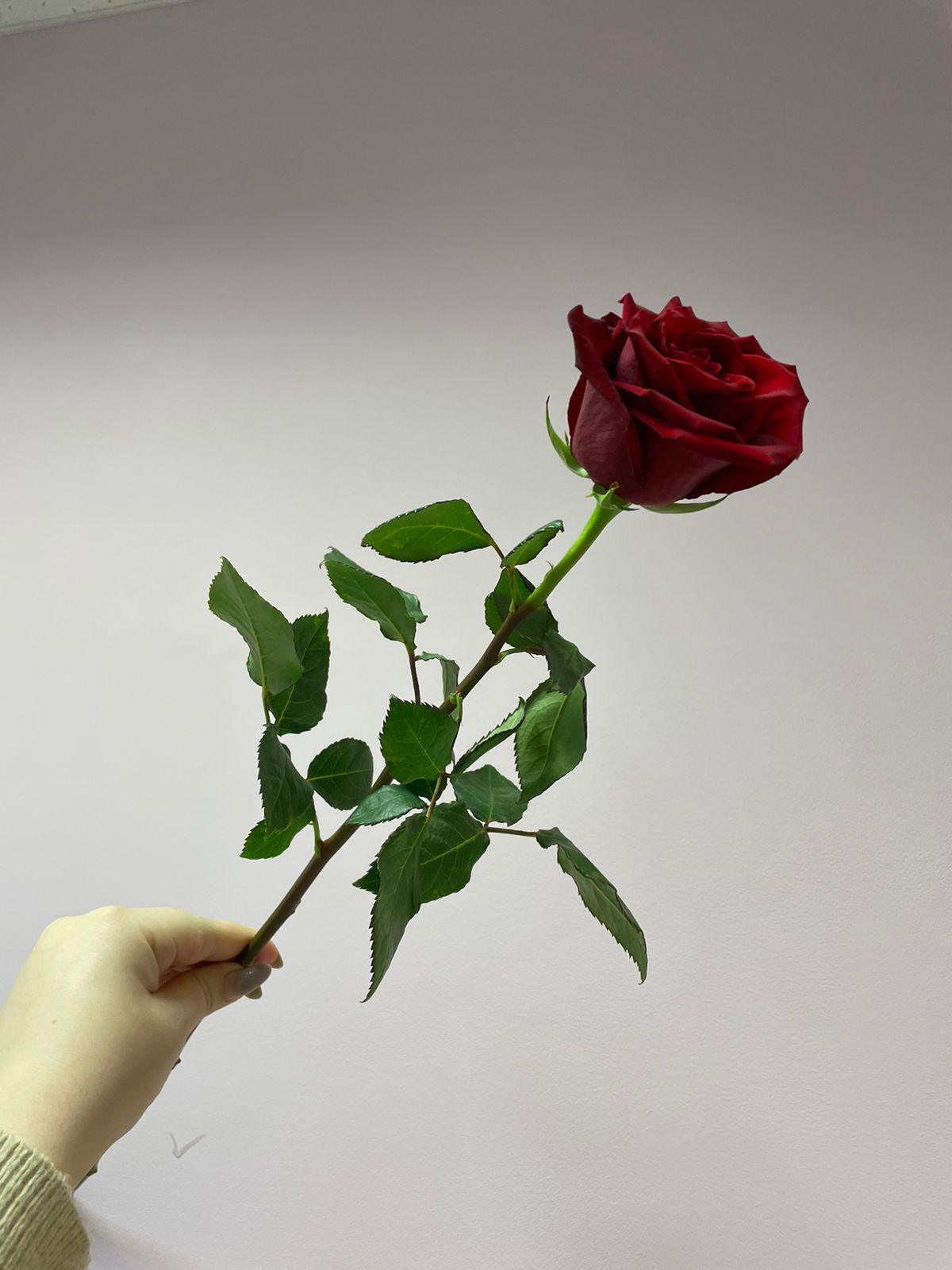 Роза эксплоер