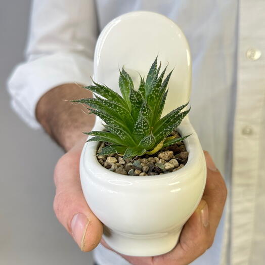 Кашпо с суккулентом «Трон»