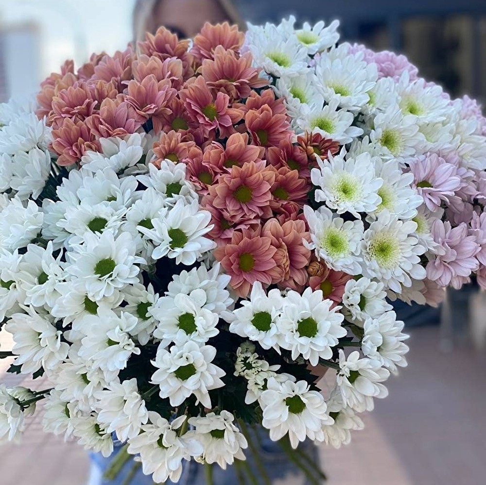 Хризантемы 25 ед.