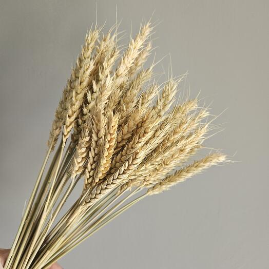Пшеница