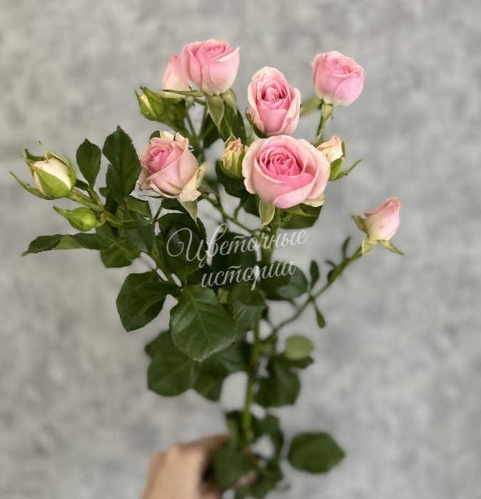 Кустовая роза