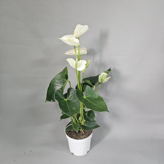 Антуриум Ан Альпине