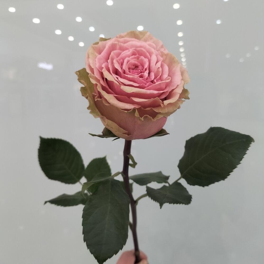 Розовая роза