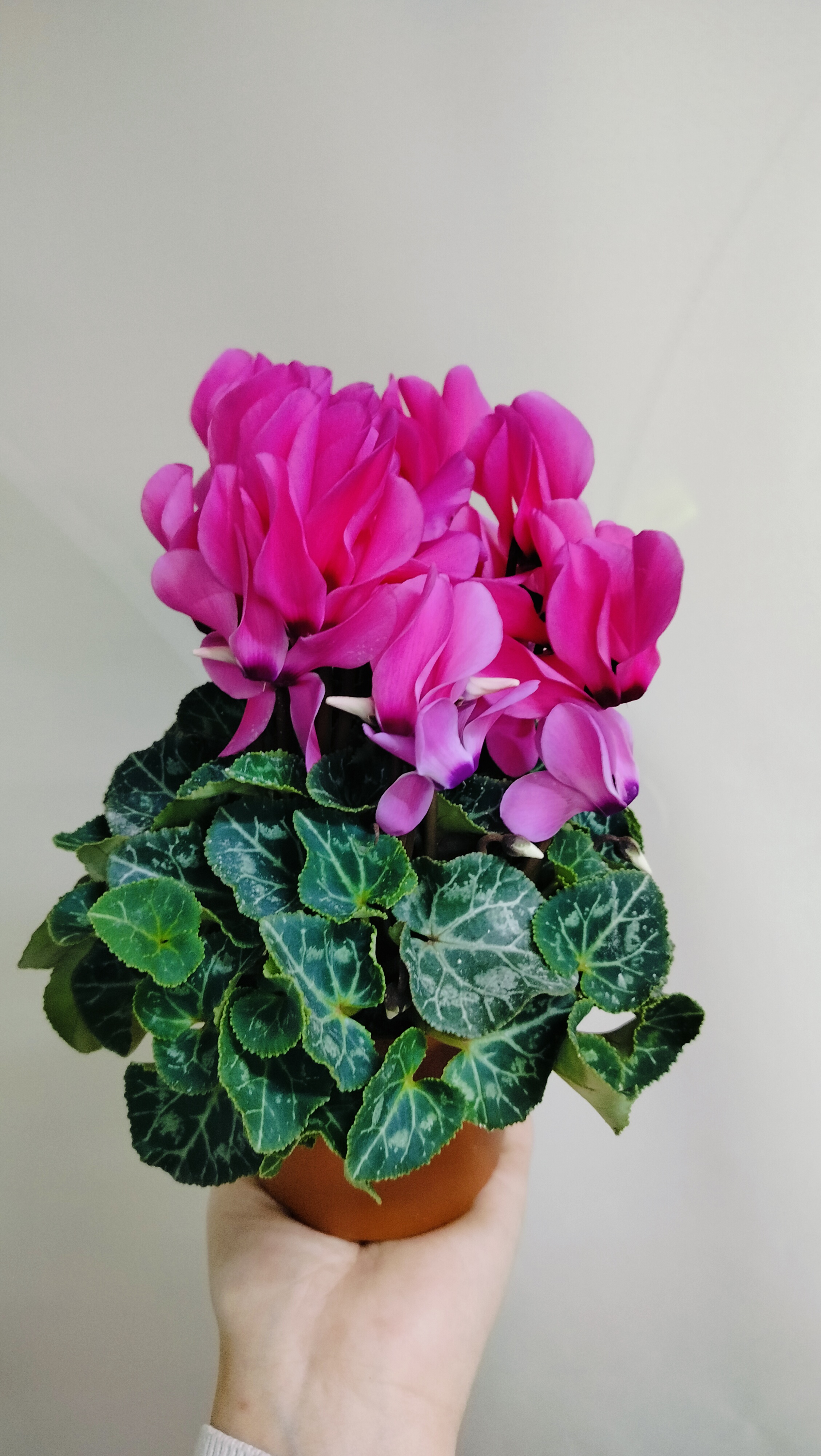 Цикламен розовый