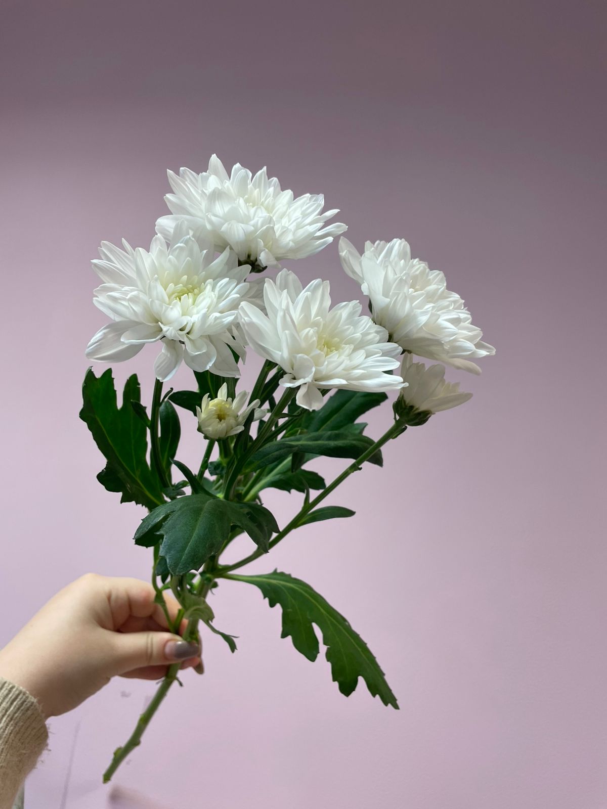 Хризантема кустовая