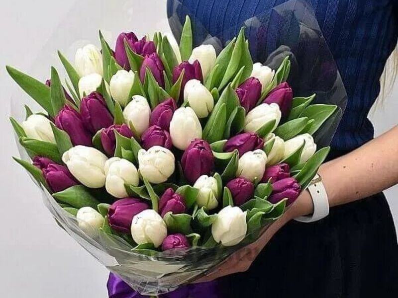 Букет тюльпанов (51 шт)