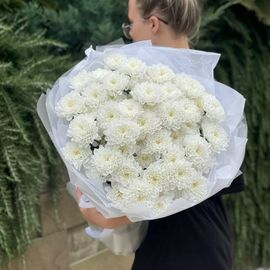 Хризантемы Алтай