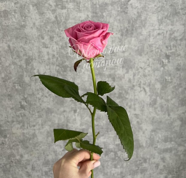 Роза розовая Россия 50 см