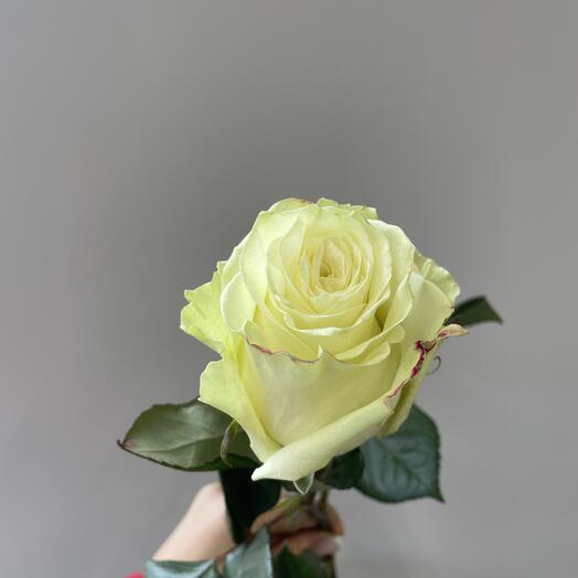 Белая Роза 40 см