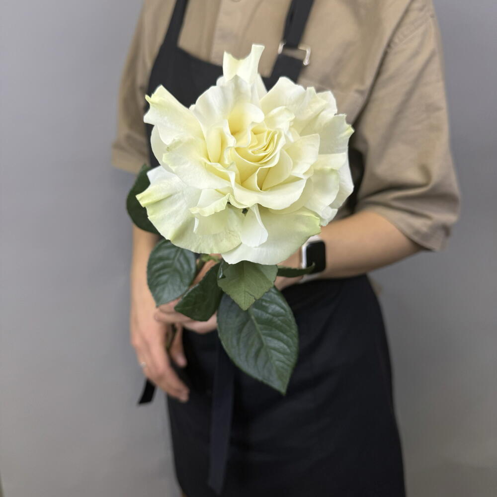 Белая французская Роза (мин.5 шт)