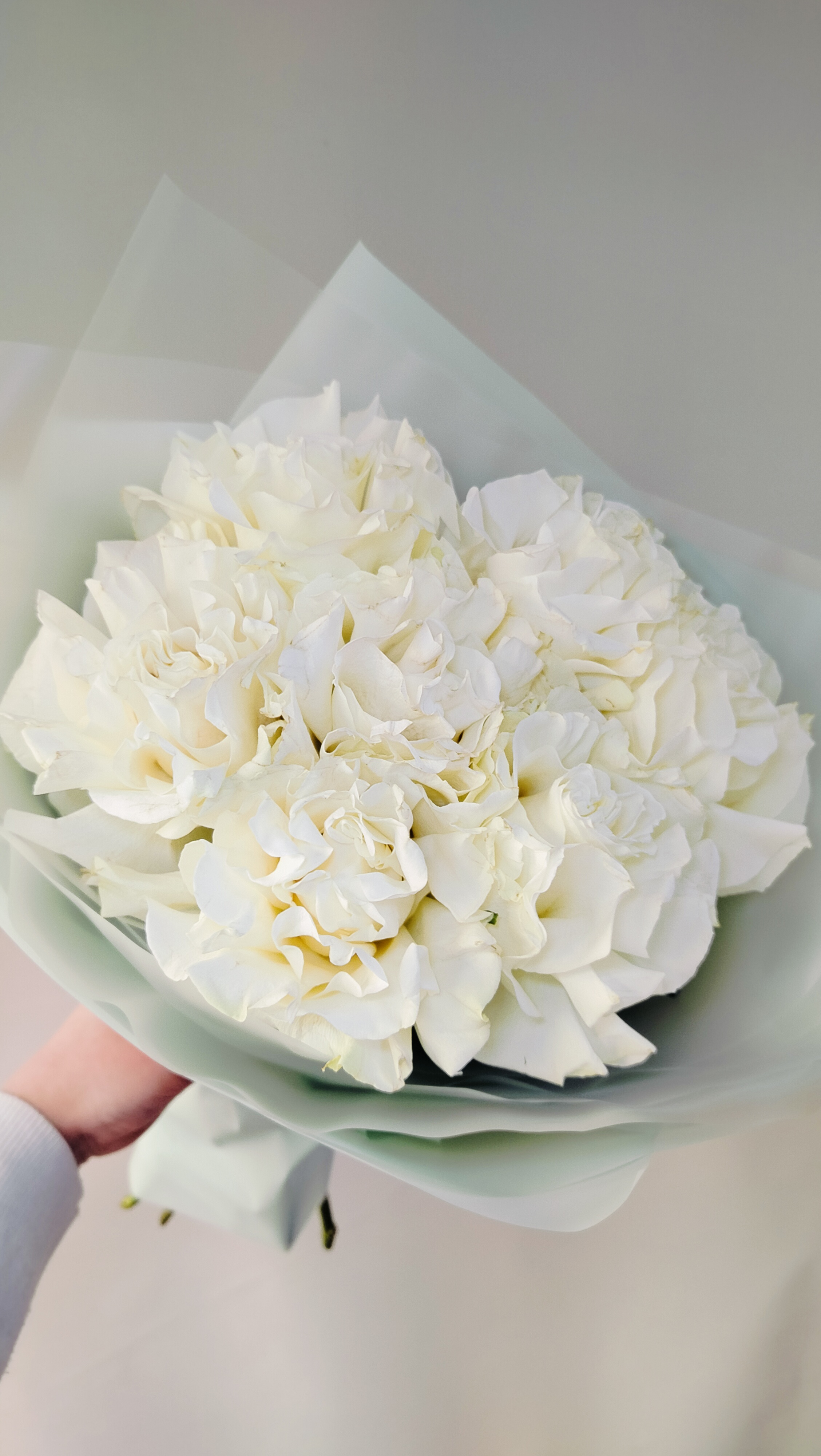 Розы мондиаль