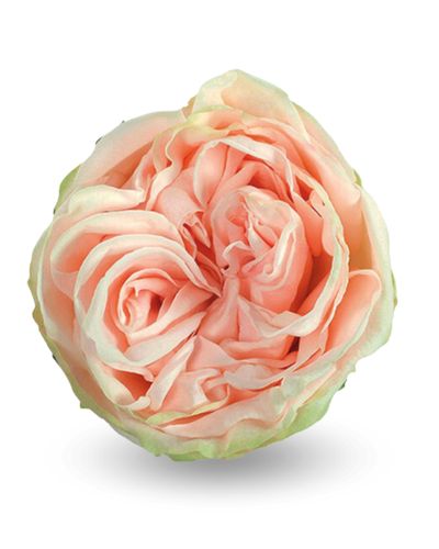 Роза «гарден спирит»