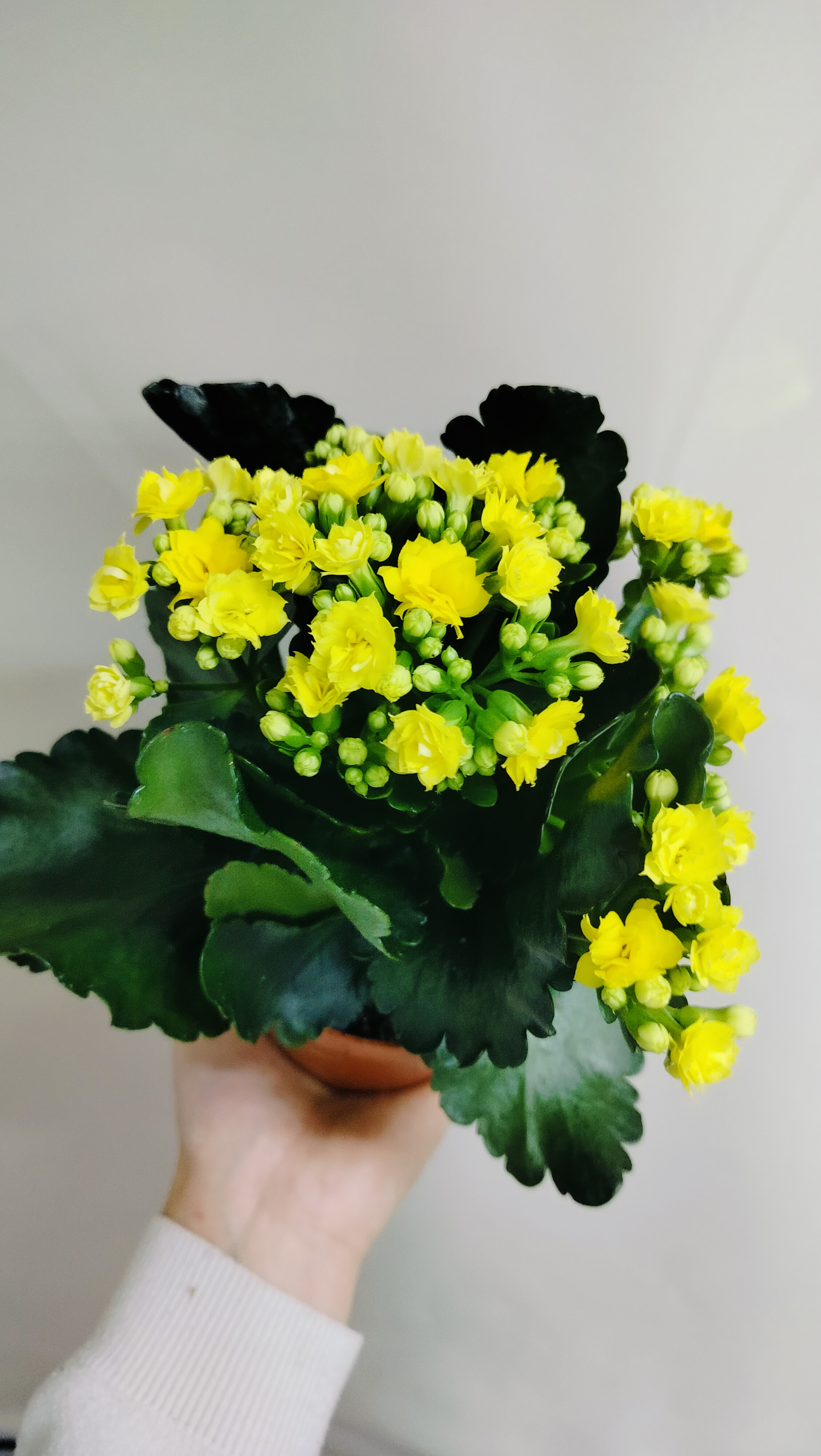 Каланхоэ жёлтое