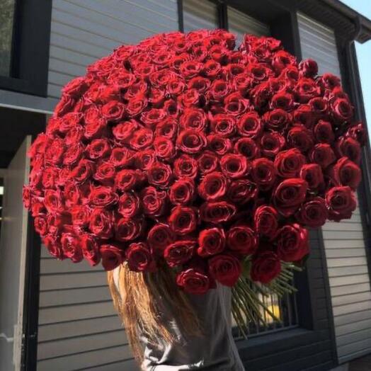 101 Роза высокая Голландия