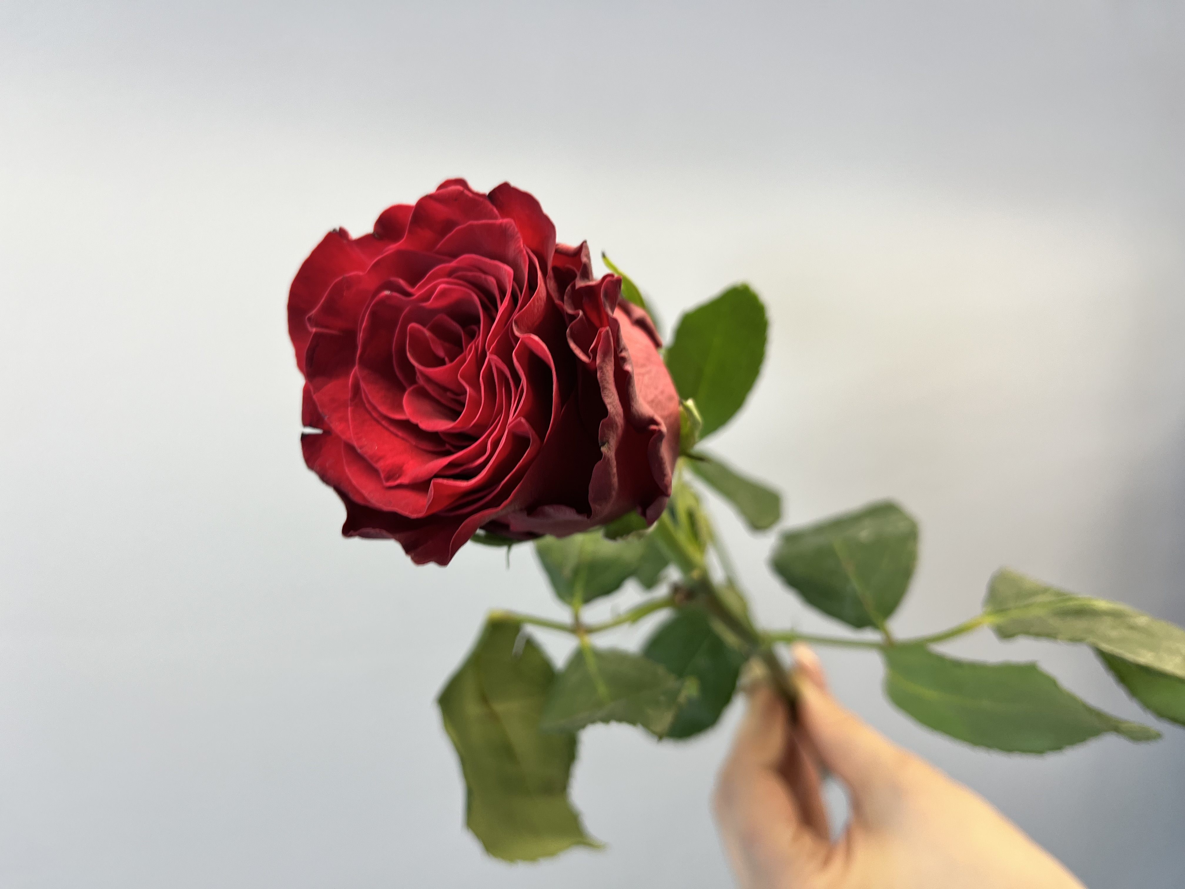 Роза Кения 40-50 см