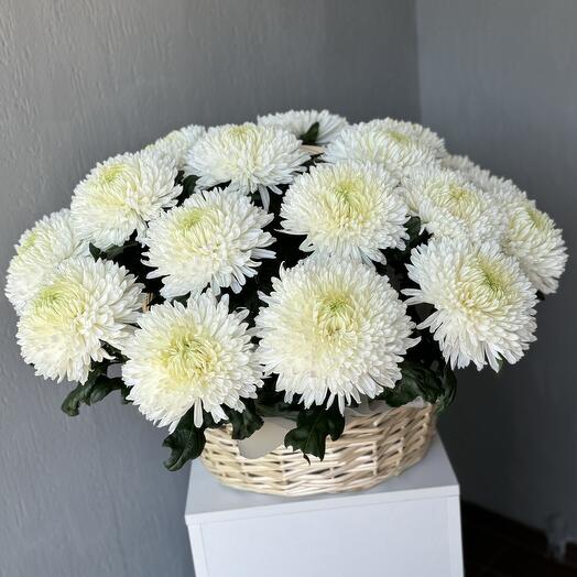 Хризантема белая крупная сорта Магнум