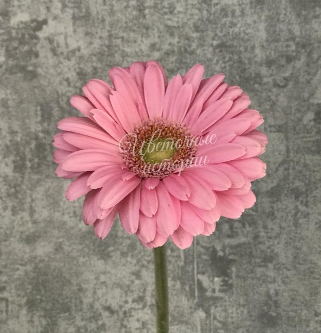 Гермини розовая