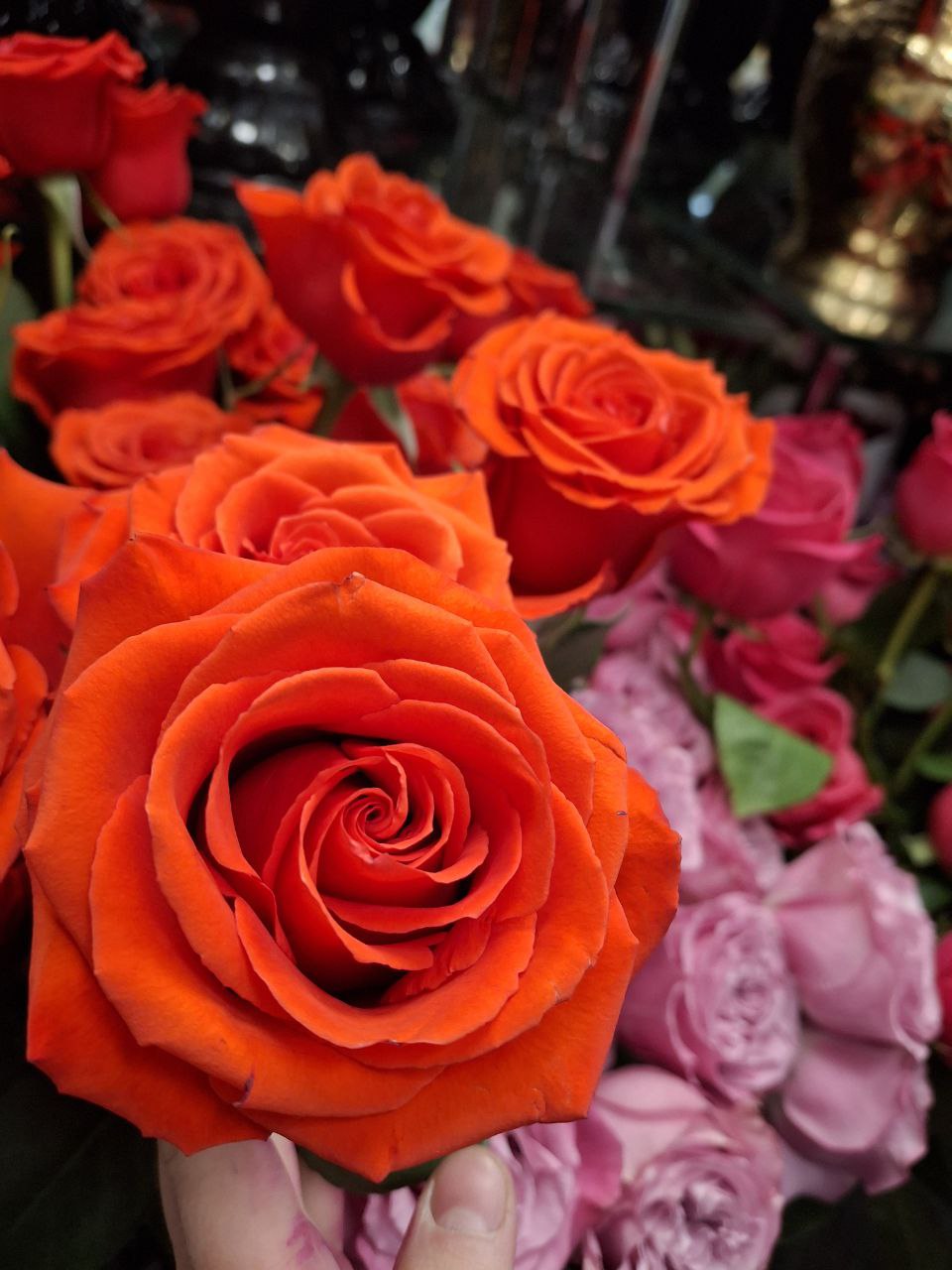 7 эквадорских роз (коралловые)