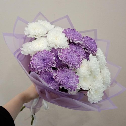 Букет из 5 бело-фиолетовых хризантем (б1769)