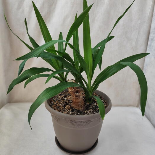 Растение комнатное Юкка слоновая