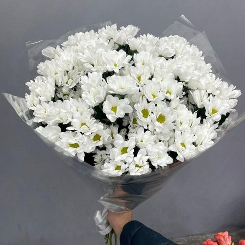 15 кустовых хризантем Бакарди