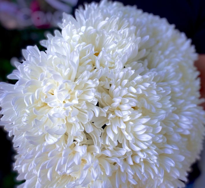 Букет из одноголовой хризантемы "Снежная королева"