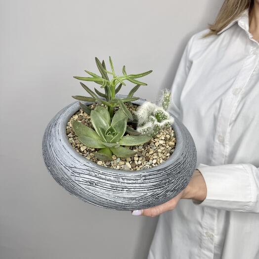 Суккуленты и кактус микс в стильном кашпо