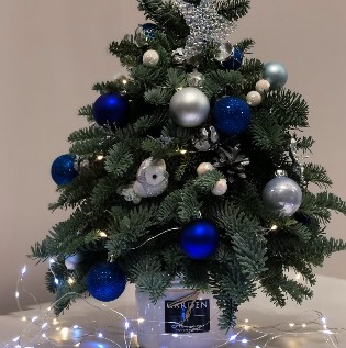 Живая ель из нобилиса