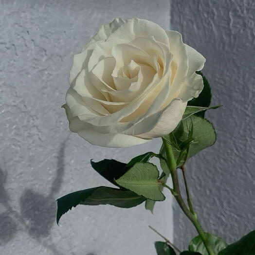 Белая Роза 70 см