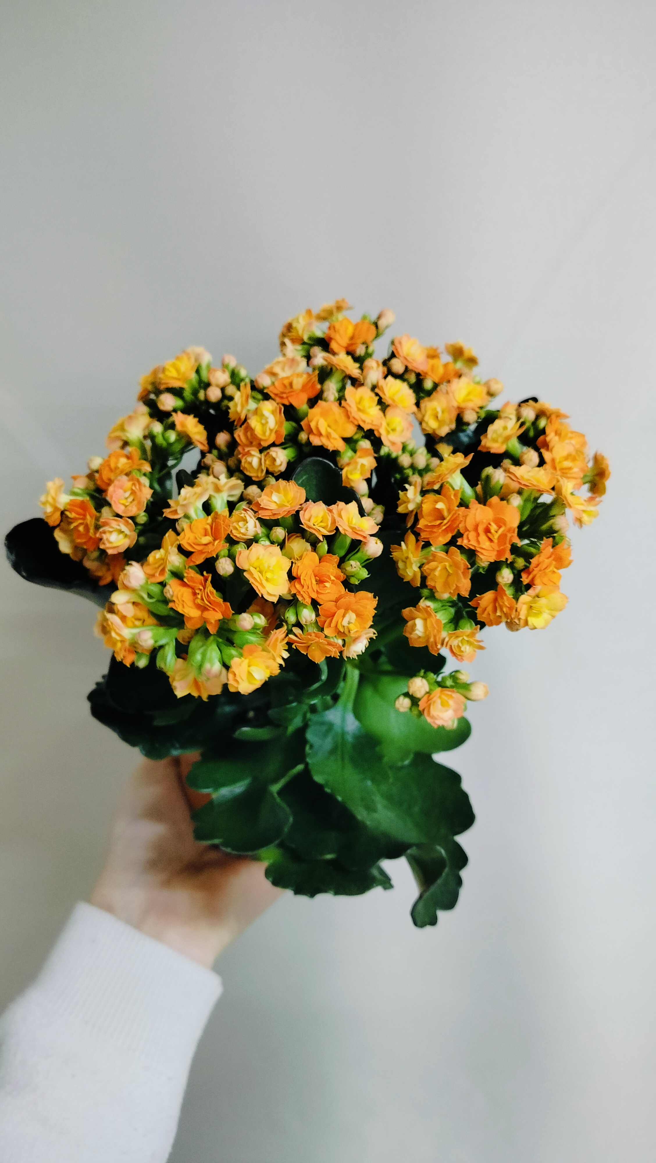 Каланхоэ оранжевый