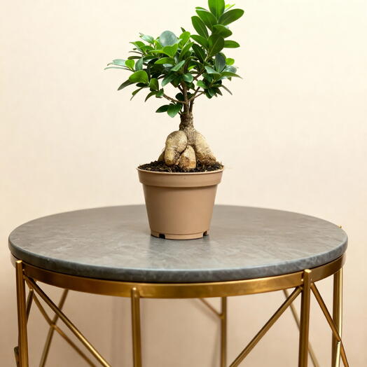 Фикус микрокарпа Гинсенг