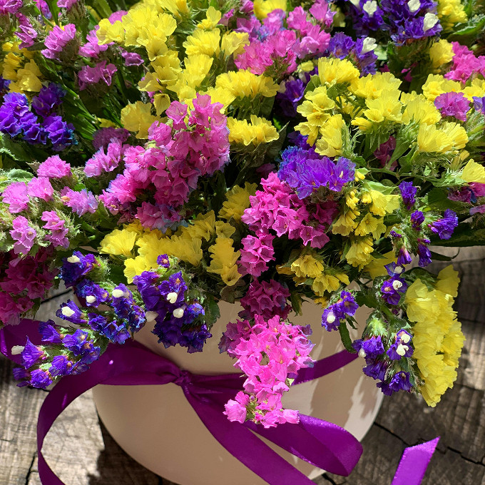 Статица разноцветная 1шт