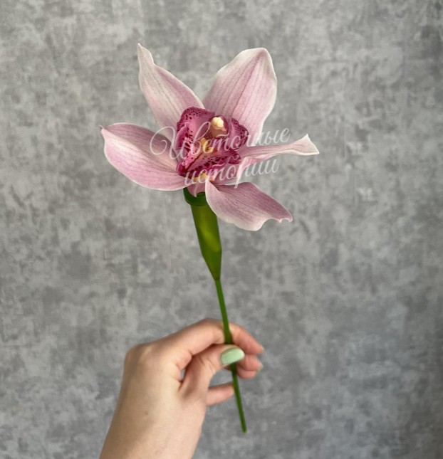 Орхидея Цимбидиум