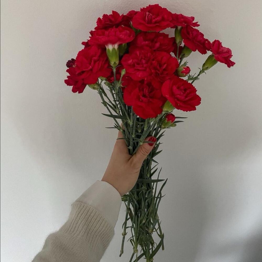 Букет из 10 гвоздик