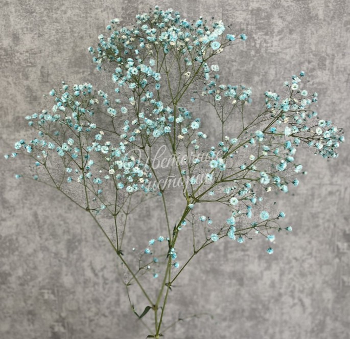 Гипсофила цветная голубая