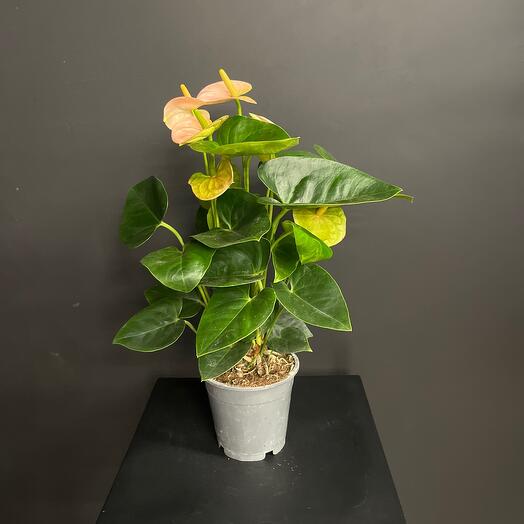 Антуриум розовый