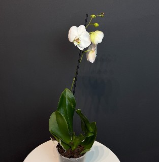 Орхидея "Белая"