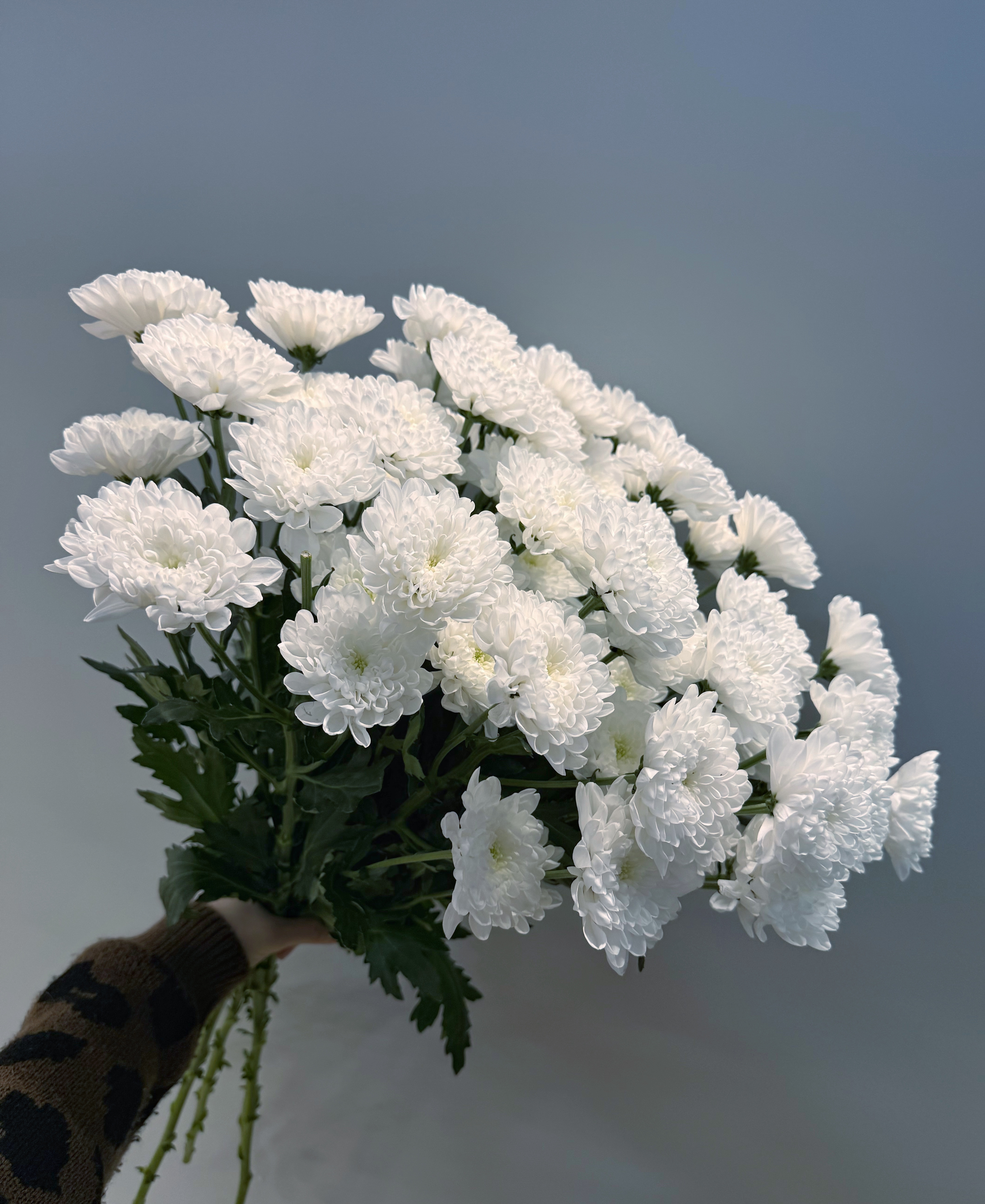 Хризантема кустовая 9шт.