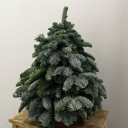 Елка из веточек нобилиса