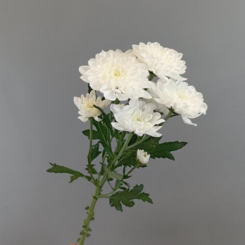 Хризантема белая 1шт