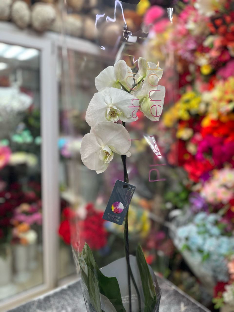 Орхидея (Фаленопсис) Белая