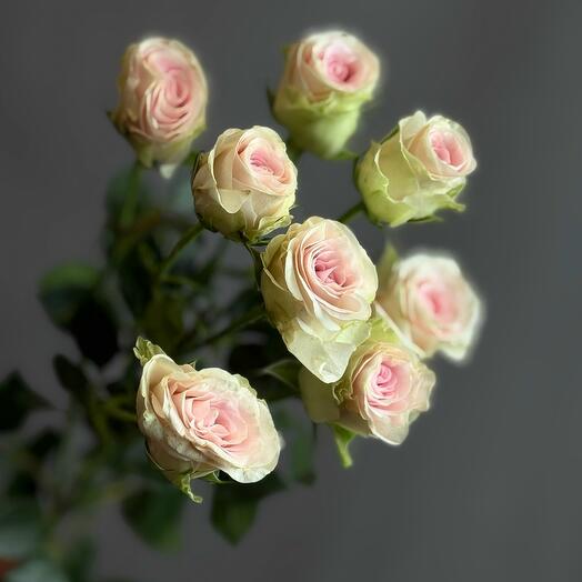 Роза кустовая Good Mood