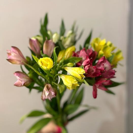 Альстромерия