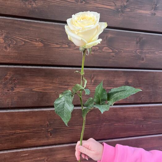 Роза сорта Candlight