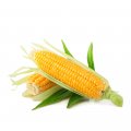 Кукуруза 15 г.