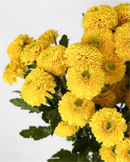 Хризантема желтая 1шт